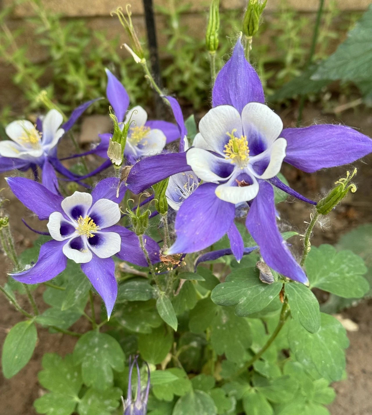 微信图片_20240506112623.jpg 微信图片_20240506112623.jpg