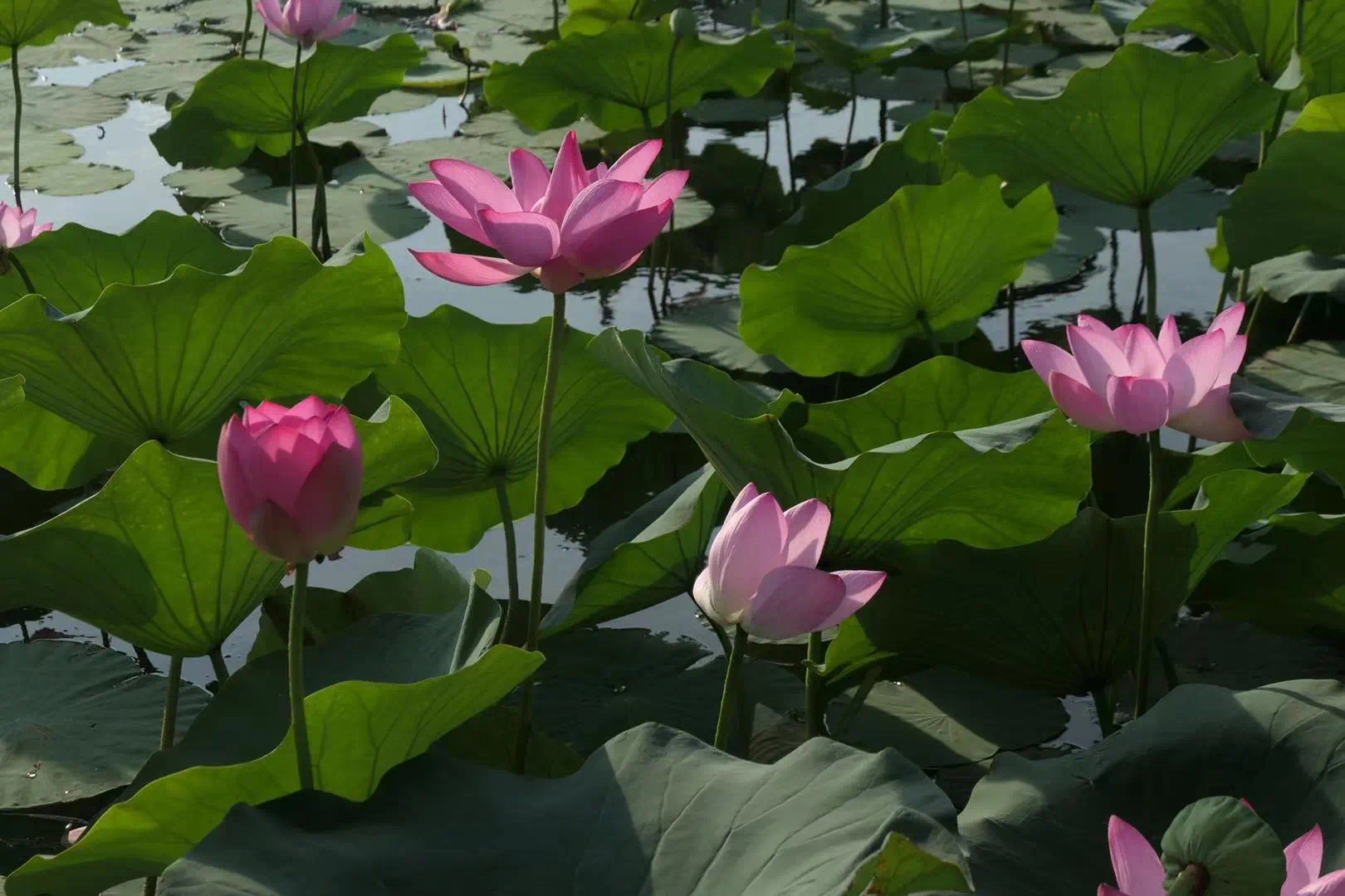 微信图片_20240826193731.jpg 微信图片_20240826193731.jpg